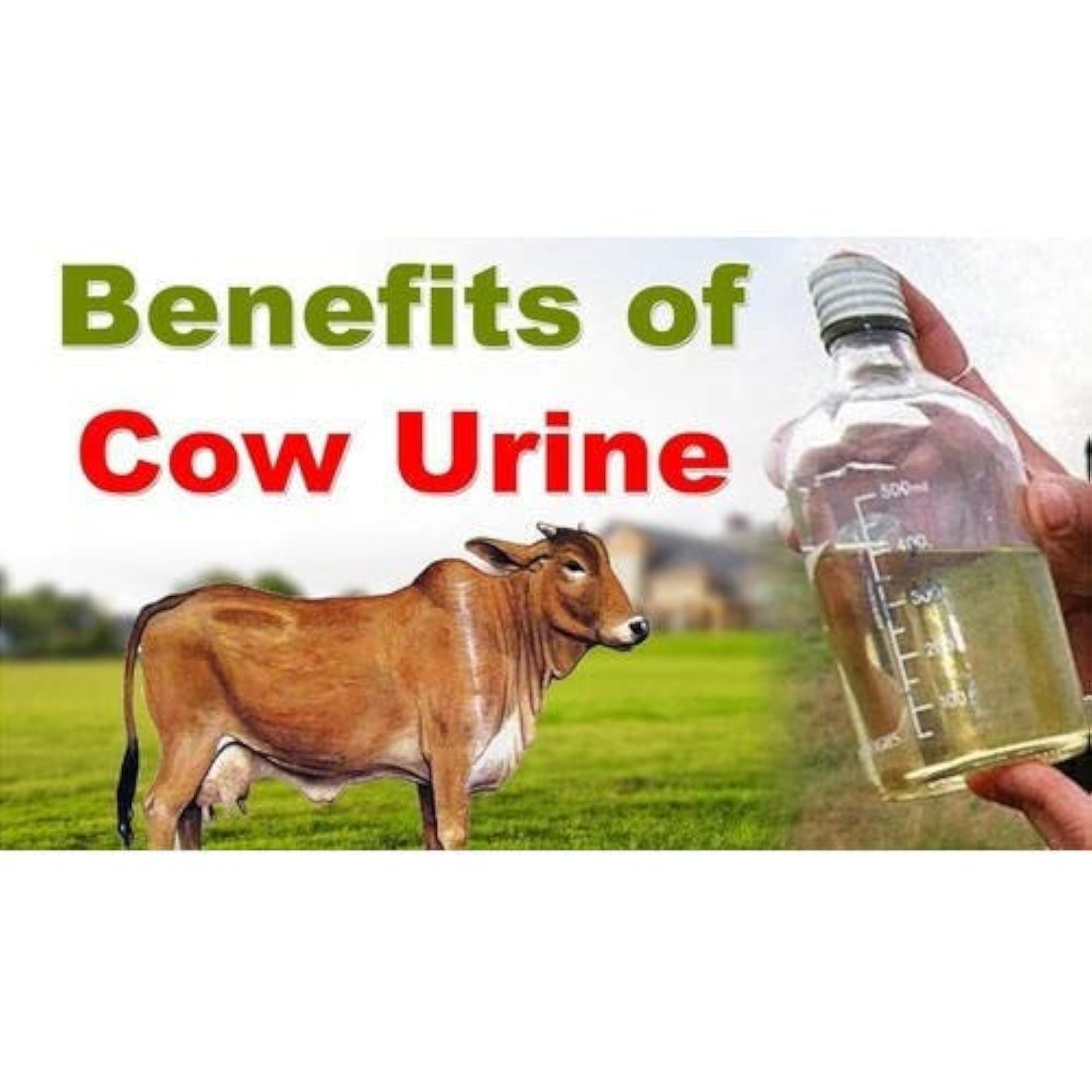 Hanumat Pure and Fresh Desi Gomutra - 1 Litre